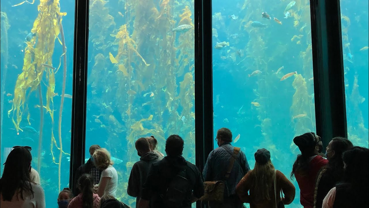 [4k] Monterey Bay Aquarium Reopening | Monterey, CA