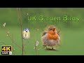 [4K] UK Garden Birds. Spring 2020