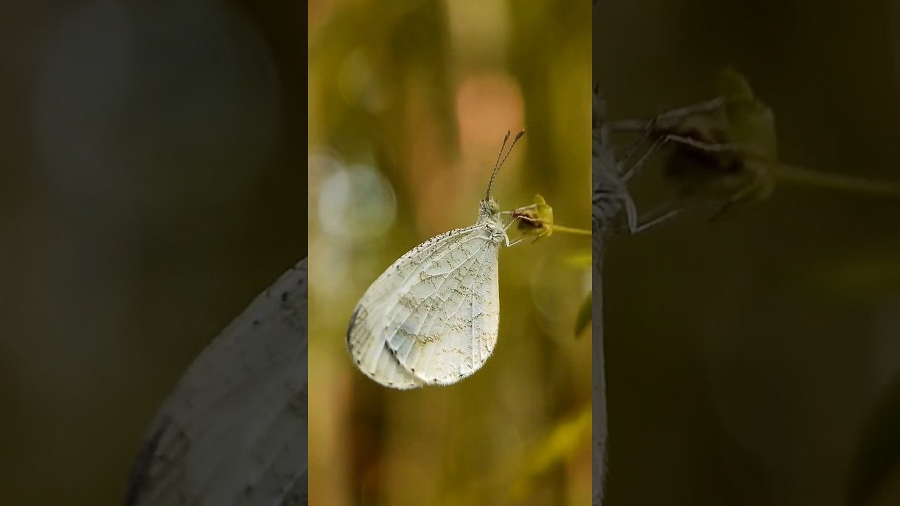 Macro Photography🕷️ with Apexel 100mm 4k macro lens😍 #nature #wildlife #macrophotography #macroshots