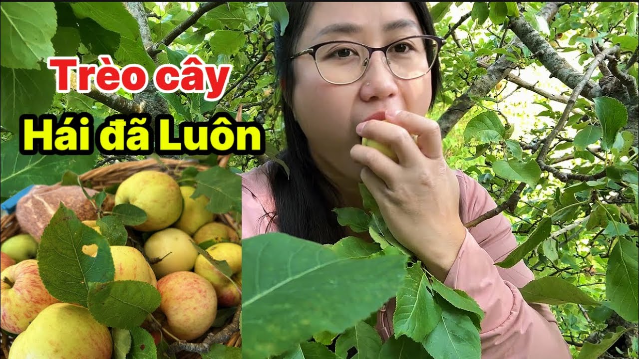 507/ Buổi Chiều Mát Mẻ Trèo Cây Hái Táo, Ăn Thịt Nướng Ở Ban Công nhà…