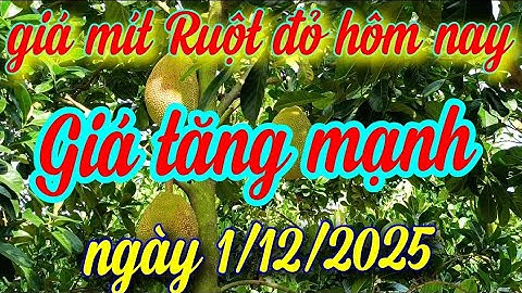 giá mít hôm nay ngày 1/12/2025