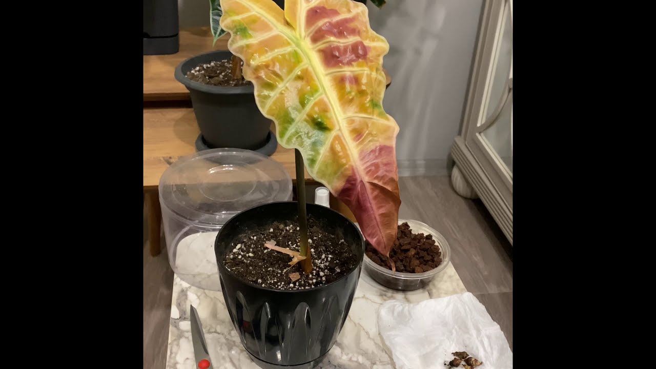 FİL KULAĞIM ÖLÜYOR - SOLDU DİYE ÇÖPE ATMAYIN 🌿