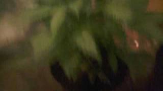 new cronik grow room1