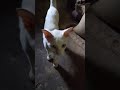 30/04/2026 সাদা ধবধবে বিড়াল🐱