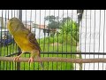 Terapi Suara Kenari Bahan Agar Mau Nyusun Lagi Masteran Kenari Nyusun Lagu Mp3 - Mp4 Download