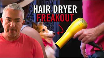 How to Stop a Dog Barking at Hair Dryers & Noise – Sheltie Problem Solved
