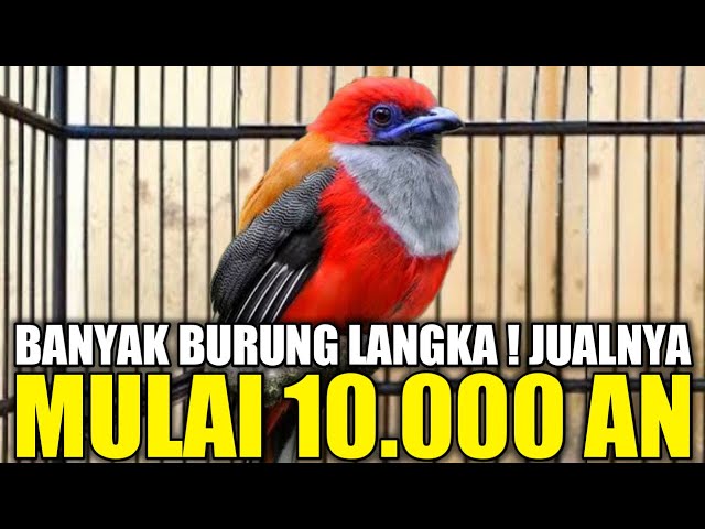 HARGA JUALNYA MULAI 10.000 AN BANYAK BURUNG LANGKA DIKIOS PASAR BURUNG PRAMUKA class=