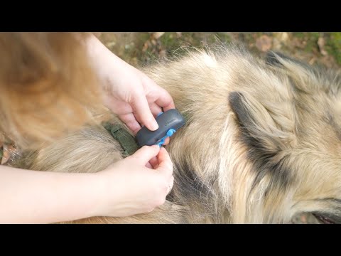 Tractive Traceur GPS pour chien : Test et Avis