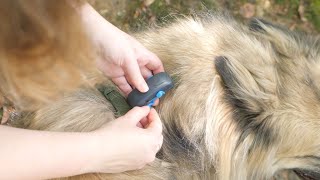 Tractive Traceur Gps Pour Chien Test Et Avis