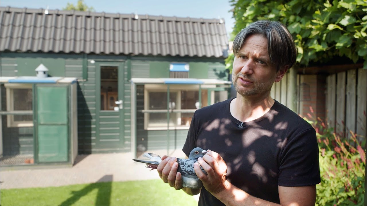 PigeonPixels 7: Will & Falco Ebben, Leeuwen (GRATIS FILM)