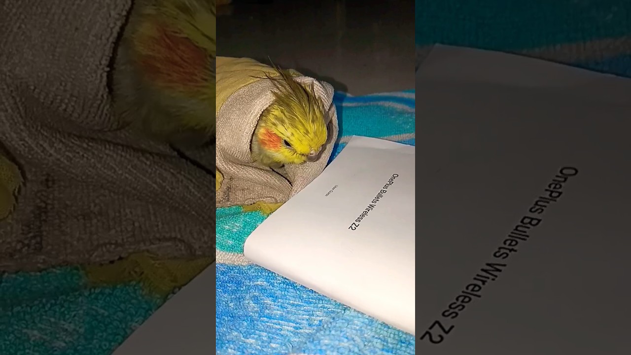 sabji bechh na Sikh Lia 😇😜😂😂 @adpvlog7994