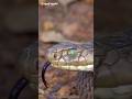 One Bite. 100 Depths. Nature’s Deadliest Snake!🐍 #snake #nature #wildlife