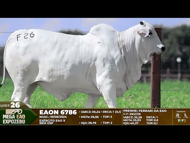 LOTE F26