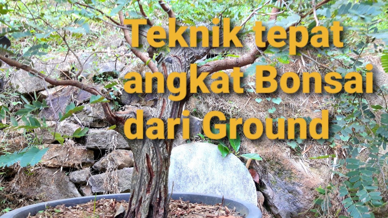 Tehnik tepat dan cepat mengangkat Bonsai Asam jawa Dari ground.