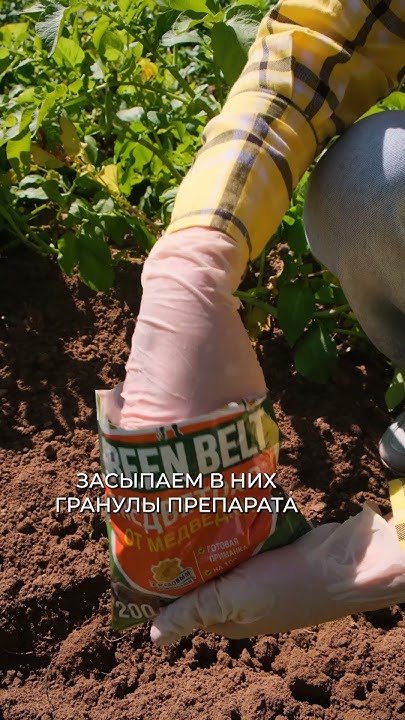 МЕДВЕТОКС от GREEN BELT - от медведки. Инструкция по применению. - YouTube