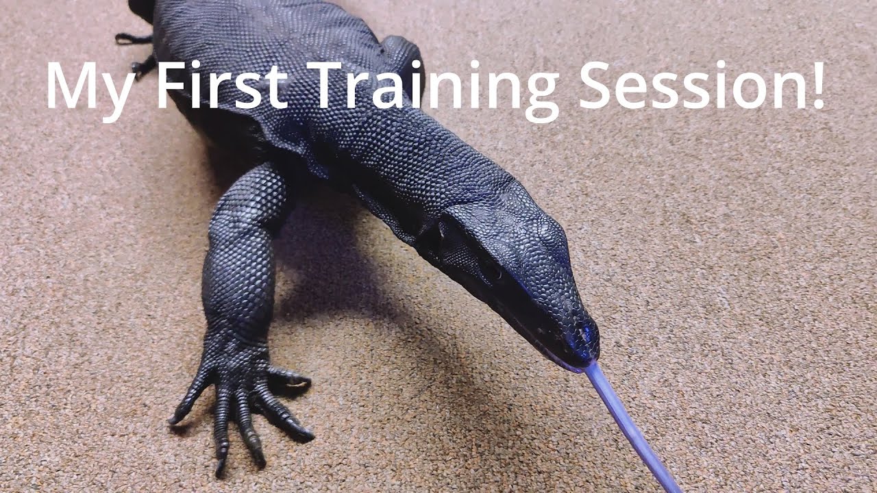 How to Train your... Monitor? Goose's First Training Session 