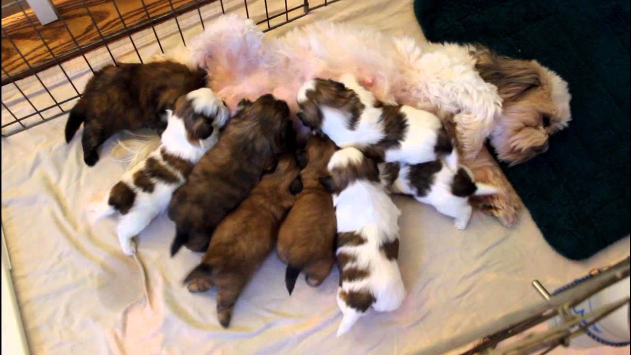 Hungry Puppies - Part 2