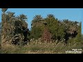 الدنيا ريشة في هوا طايرة مابين جناحين mp3