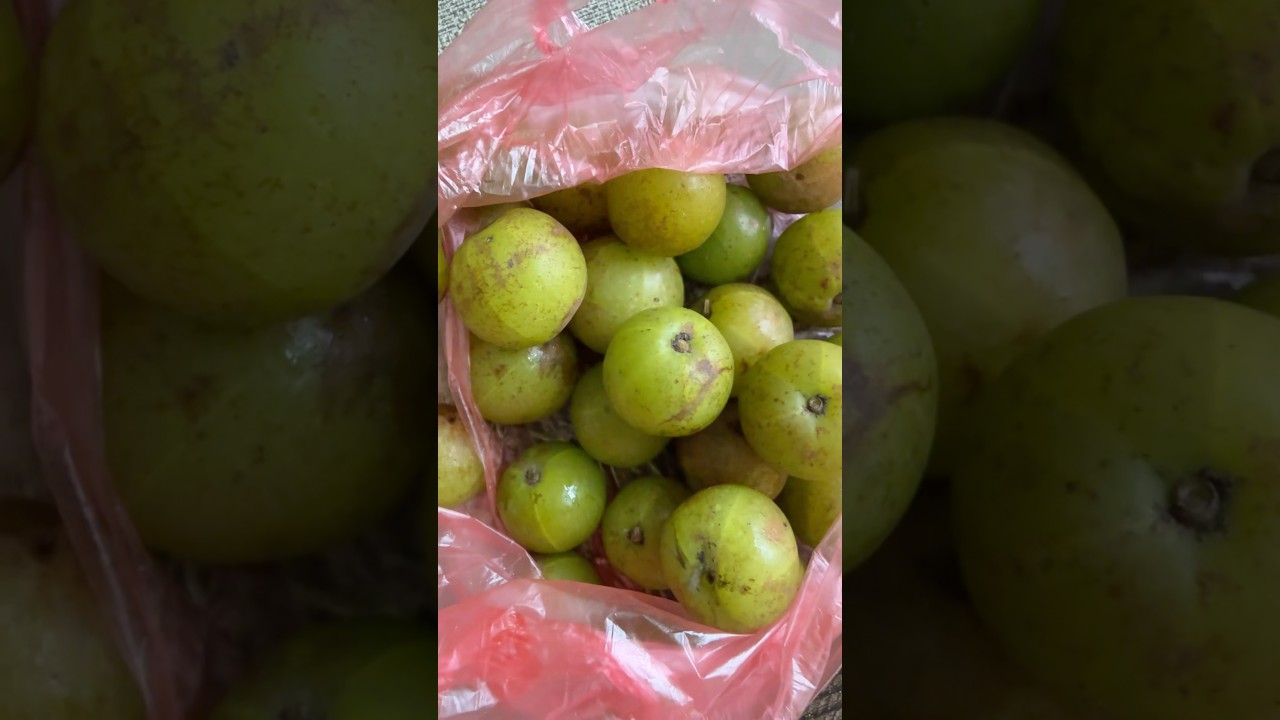 Amala khau aric acid vagau❤️💪