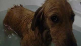 Golden Retriever Sandy's Spa treatment bath She's VERY nervous & gone deaf. FUNNY!