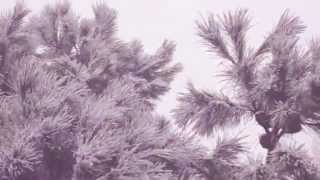 Download Lagu -Palu Design-   Sound of White    (Short Version) MP3