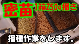 密苗の播種