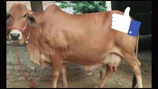 गौमूत्र चिकित्सा/Gaumutra chikitsa/गौ अर्क चिकित्सा/ Gau ark/ गौमूत्र से इलाज