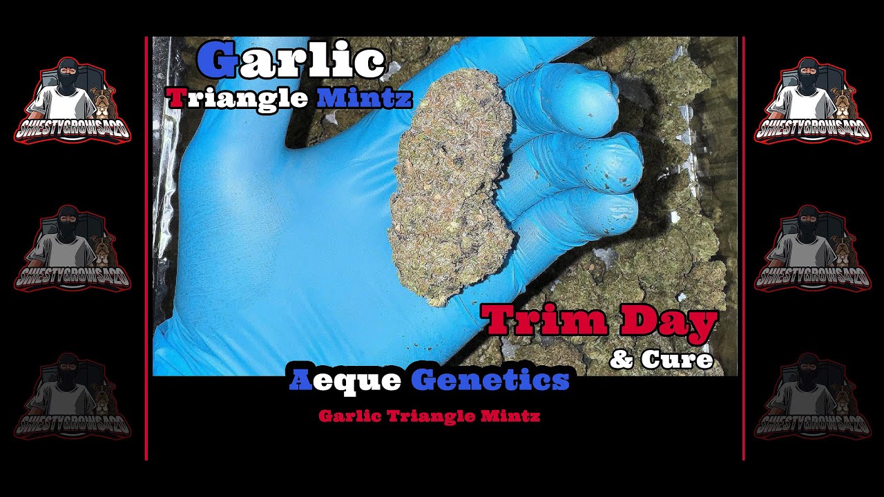 Seed to Harvest-Trim Day & End Results-Aeque Genetics -Garlic Triangle Mintz - Photoperiod Grow Pt 3