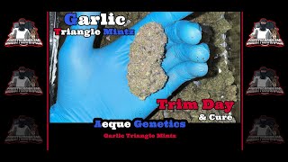 Seed to Harvest-Trim Day & End Results-Aeque Genetics -Garlic Triangle Mintz - Photoperiod Grow Pt 3