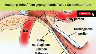 Auditory Tube/Pharyngotympanic Tube/Eustachian Tube | Parts | Relations | Functions |