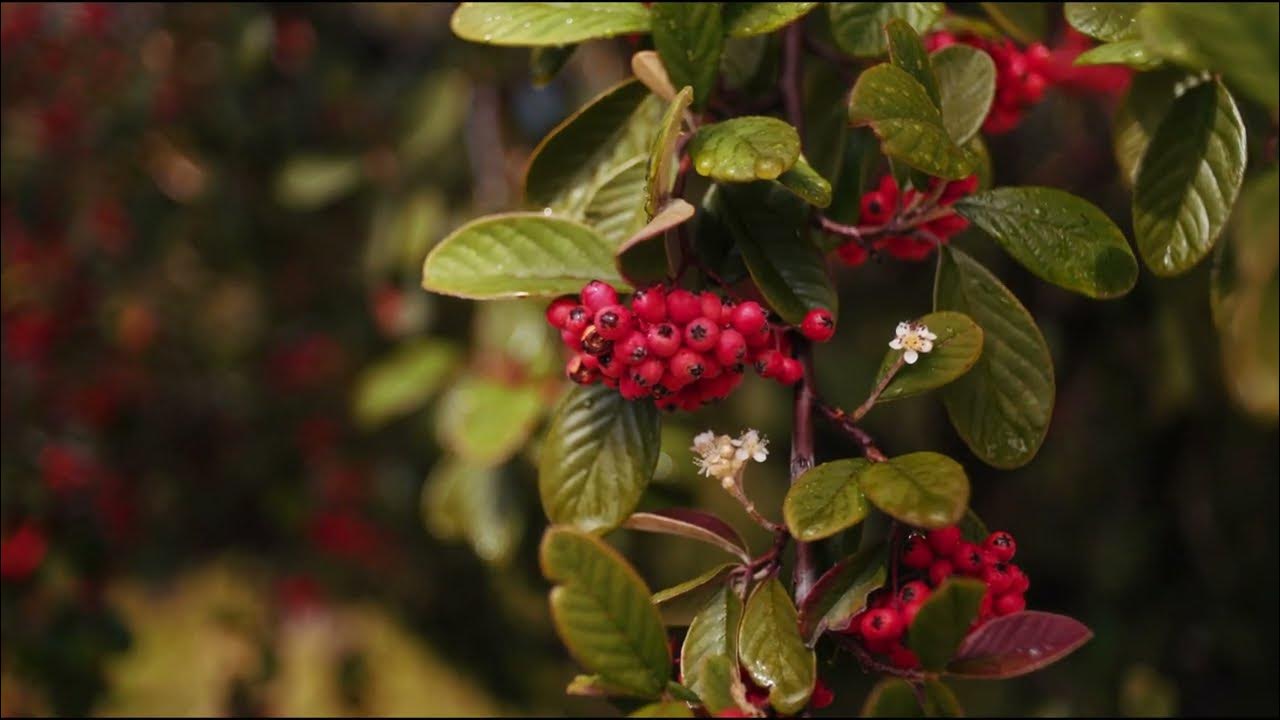 Carl zeiss jena 35mm f2 4 flektagon sony fx6 video test slog3 youtube