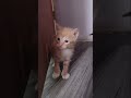 Dando sus primeros pasitos😻😻😻#gatitosbebes#gatitostiernos