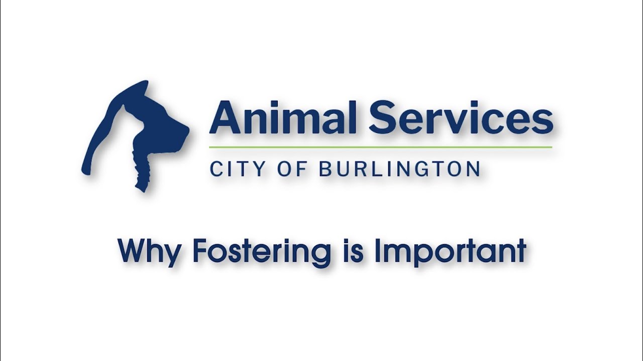 Why Fostering is Important with Burlington Animal Services YouTube