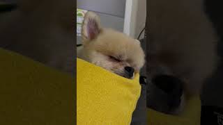 우리 애기 자는거 구경하고 가세요(Watch my baby sleep)?? pomeranian 포메라니안