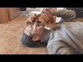 Собака Встречает Владельца После Долгой Разлуки UHD 犬と人々 Funny Pets  dogs meet their owners