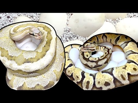 Pulling 22 Ball Python Eggs in 5 Minutes | BallPythons9
