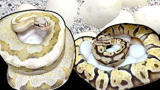 Famous Pulling 22 Ball Python Eggs in 5 Minutes | BallPythons9 Wealth