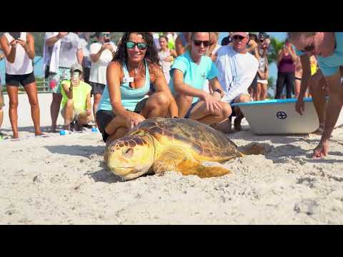 Rehabilitated Loggerhead Sea Turtle Released Off Key West