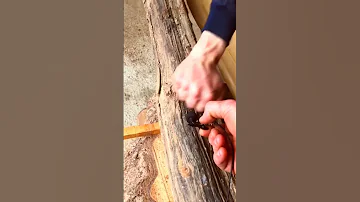 Кто знает дерево крепче чем #акация