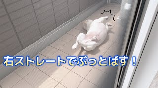 ポルコ流の怪獣の倒し方【フレンチブルドッグ frenchbulldog】