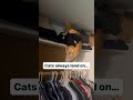Cats always land on their feet? #cats #catsofinstagram #dumb
