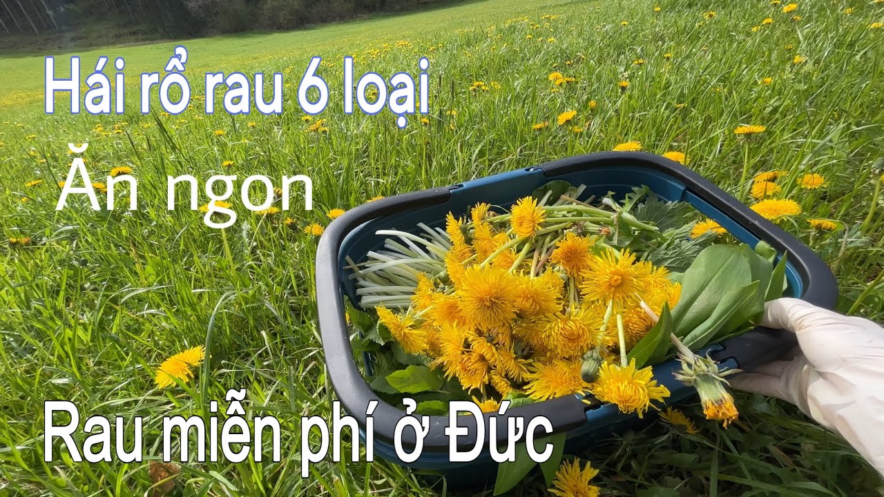 Hái 6 loại rau rừng tốt cho sức khỏe. Bồ công anh tự mọc. Cuộc sống ...