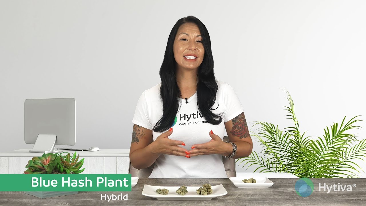 Blue Hash Plant Strain Review