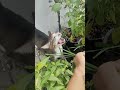 แมวแก่อยากกินหญ้าอ่อน555 #ศรีสะเกษ #trending #nature #animals #หมา #แมว #กินหญ้า #funny
