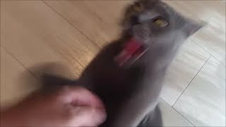 可愛かったので触ってみたら咬まれた