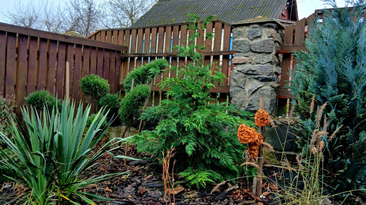 78 хвойних на 20 сотках#декоративнийсад