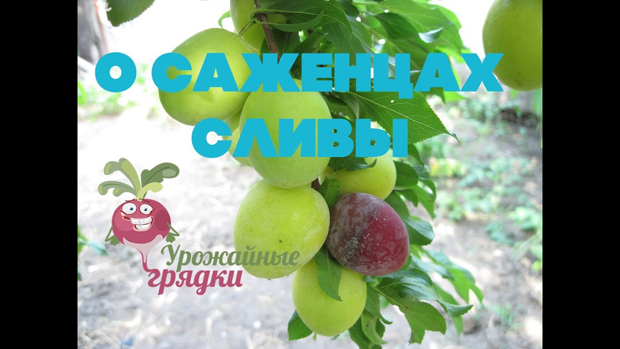 О саженцах сливы. Опыт садовода