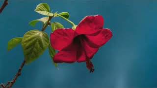 Rolf Lovland - Song From a Secret Garden