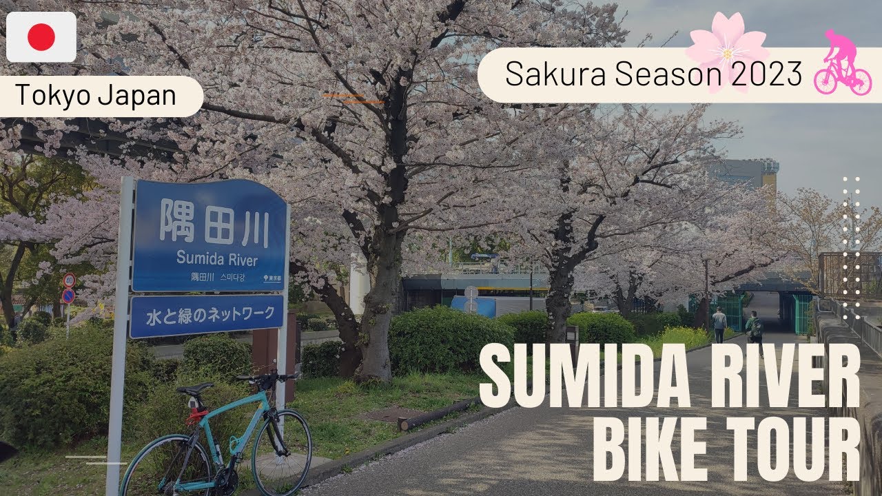 Sakura Season 2023: Bike ride in Tokyo Japan at Kanda River (no music, no narration and no edition).
