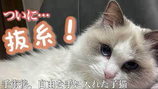 【番外編】子猫のラグドール避妊手術後の経過がこちら